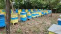 Малки пчелни семейства / ОТВОДКИ, снимка 5