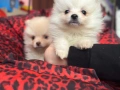 Померан , снимка 2