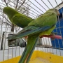 продавам папагали барабанди, снимка 1