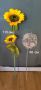 Слънчоглед ,глухарче за градина -16лв, снимка 7