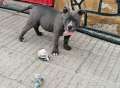 AMERICAN BULLY-POCKET, снимка 3