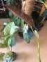 Philodendron Atabapoense , снимка 5