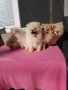Померан померанчета померани Гр. София , снимка 4