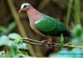 Зеленокрили  (emerald dove)