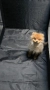 Померански шпиц , снимка 4