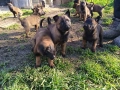 Продавам Белгийска овчарка „Малиноа“, снимка 1