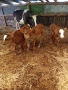 Продавам крави на първо,второ и трето теле,договаряне, снимка 3