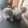 Шотландско клепоухо котенце , снимка 3
