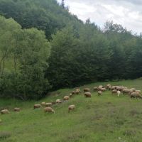 Продават се овце , снимка 2 - Овце - 45768517