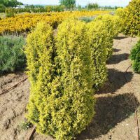 Юниперус комунис Gold Cone (Juniperus communis Gold Cone), снимка 2 - Градински цветя и растения - 45586752