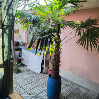 Финикова палма 2 м, снимка 2 - Градински цветя и растения - 45031090
