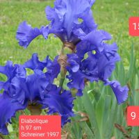 Ириси за продажба -2, снимка 13 - Градински цветя и растения - 45658492