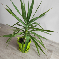 Палма юка, снимка 3 - Стайни растения - 45035001