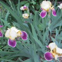 ириси, перуники, снимка 1 - Градински цветя и растения - 45035631