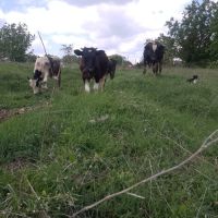 селскостопански животни , снимка 5 - Крави - 45423083