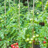 Колци за домати и притки, снимка 1 - Градински инструменти - 45045874