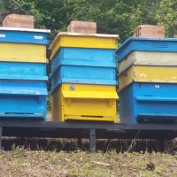 Пчелни кошери със семейства, снимка 2 - Други животни - 45877261