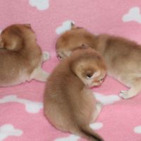 Шотландски клепоухи котенца златна чинчила, снимка 3 - Чинчили - 45479920
