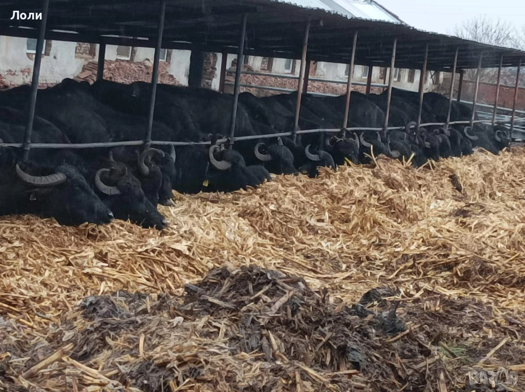 Продавам биволи, снимка 1