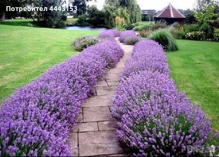 Лавандула разсад , снимка 1