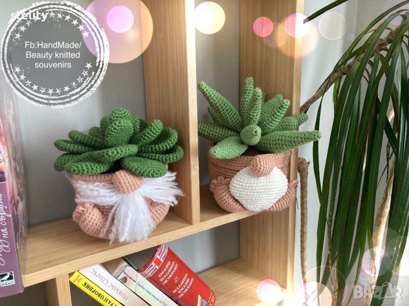 Декоративно цвете алое, снимка 1