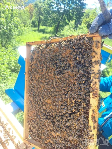 Дадан-блат 10рамков , снимка 1