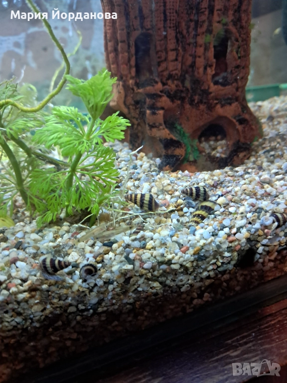 Охлюви Хелена, снимка 1