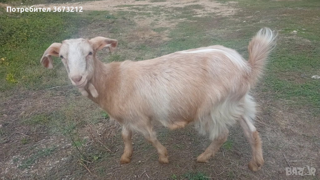 Продавам кози , снимка 1