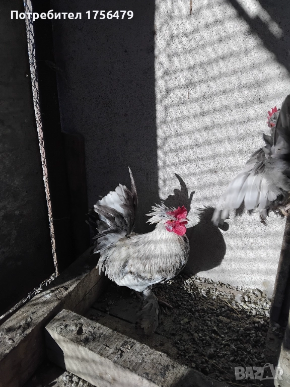 Петлета бреговски, снимка 1