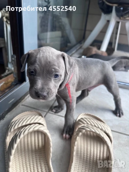 Питбул Блу Ноус / Син Нос/ Питбул blue nose , снимка 1