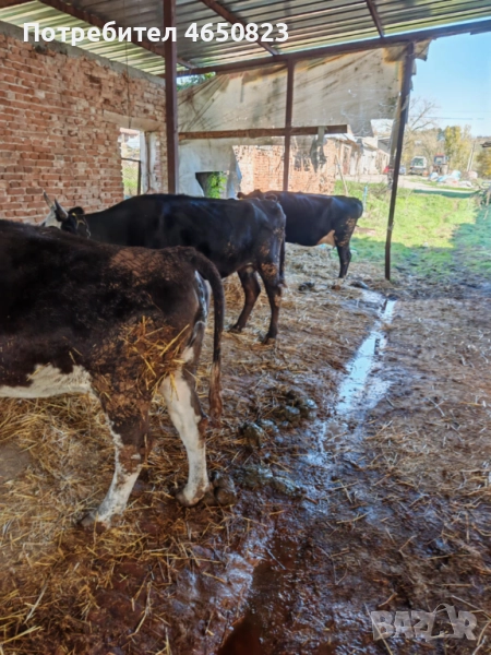 Продавам крави и телета, снимка 1