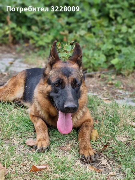 Немска овчарка , снимка 1