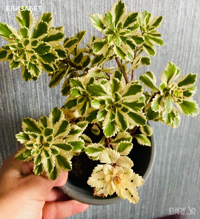 Sedum veriegat, снимка 1