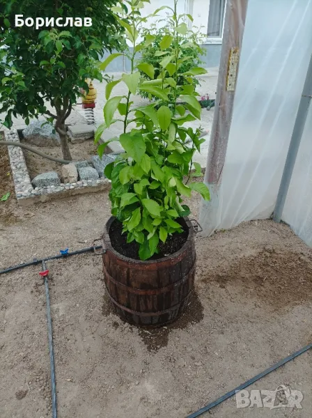 Лимон , снимка 1