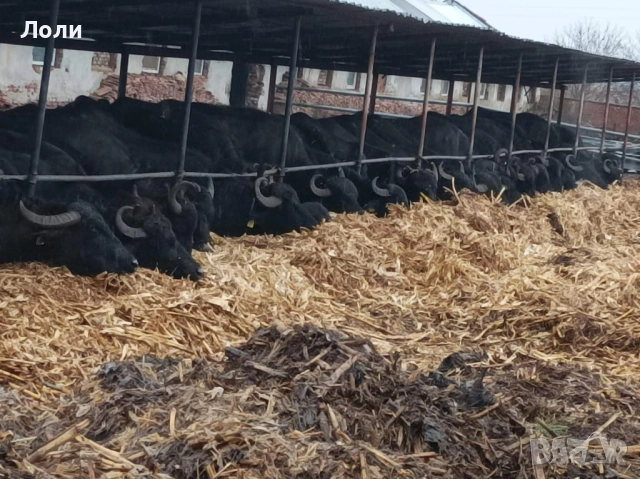 Продавам биволи