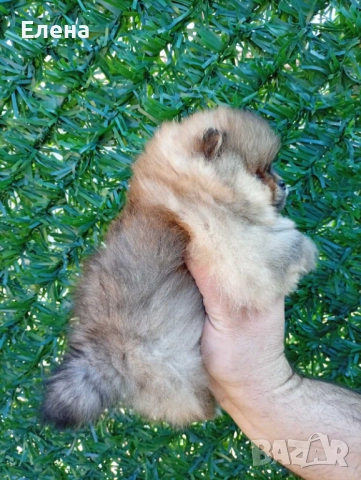 Померан , снимка 2 - Померан - 52792201