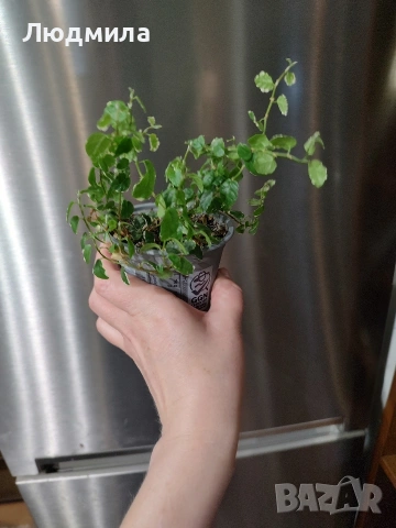 Фикус Пумила варигата, снимка 3 - Стайни растения - 53903985