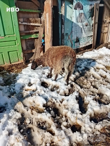 овца, снимка 6 - Овце - 53531014