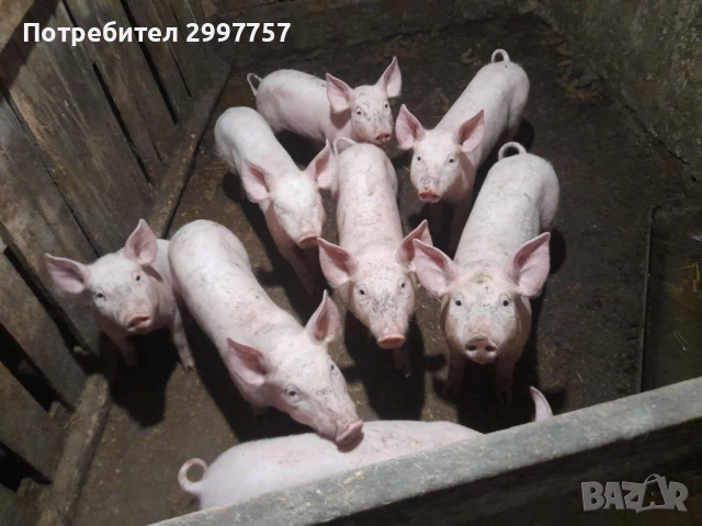 Прасе, снимка 2 - Прасета - 52424805