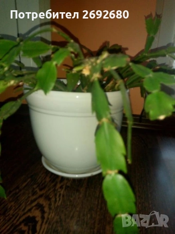  Коледничета розови+керамични саксии с подложки/цени в описанието , снимка 11 - Саксии и кашпи - 45505179