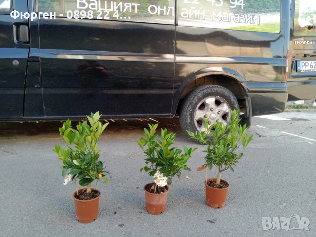 КАЛАМОНДИН - МИНИ ПОРТОКАЛ , снимка 2 - Разсади - 50910478