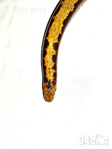Eryx colubrinus loveridgei, снимка 6 - Змии - 45893534