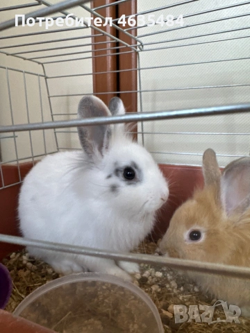 Декоративни зайчета, лъвска глава , снимка 3 - Декоративни зайчета - 53856106