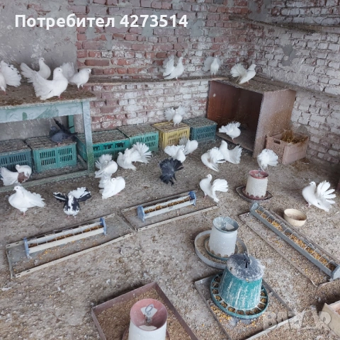 Продавам гълъби финерлии - бели и пъстри, снимка 2 - Гълъби - 53299830