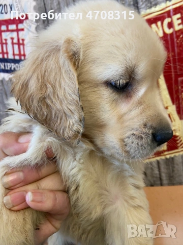 Голдън ретривър игриво момче родословен баща, снимка 15 - Голдън ретривър - 53579605