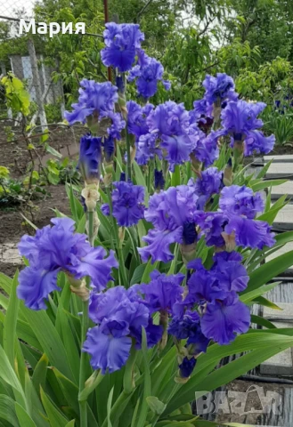 Сортови вискоки ириси /брадати ириси/обикновенни ириси, снимка 18 - Градински цветя и растения - 50578301