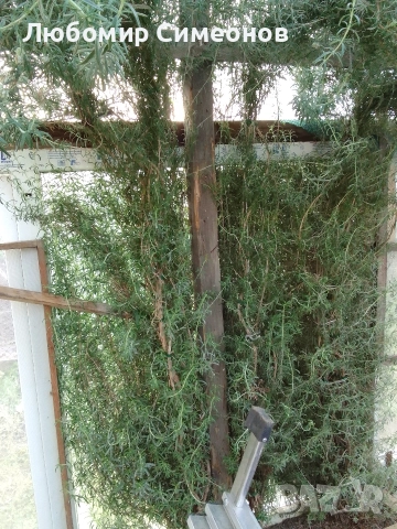 Продавам пресен розмарин от храсти. Цена 15 лв. за килограм, снимка 6 - Стайни растения - 52951397