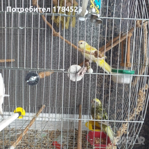 Млади пойни папагали, снимка 2 - Папагали - 53136183