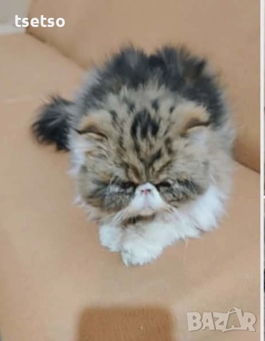 Търся персийска котка