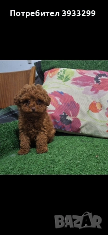 той пудел мини пуделче момче, снимка 2 - Пудели - 53531999